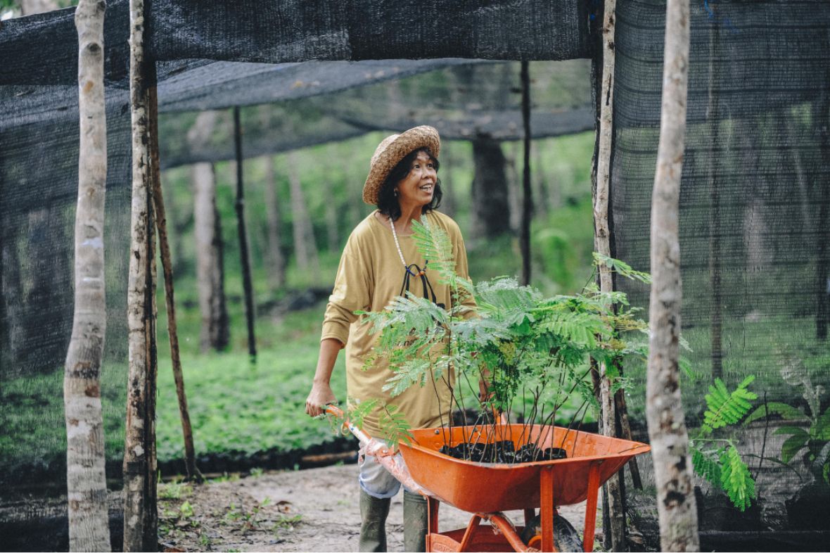 Woman with a wheelbarrow filled with seedlings on a plantation.